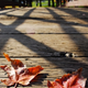 Illustration for article titled Shooting Challenge Fall Leaves Gallery 6